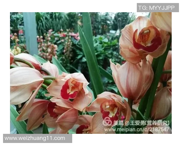 足球明星们如何评价蔡徐坤的音乐才华与个人魅力